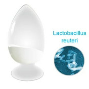 Lactobacillus reuteri