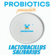Lactobacillus salivarius