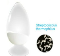 Streptococcus thermophilus