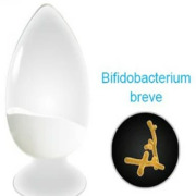 Bifidobacterium breve