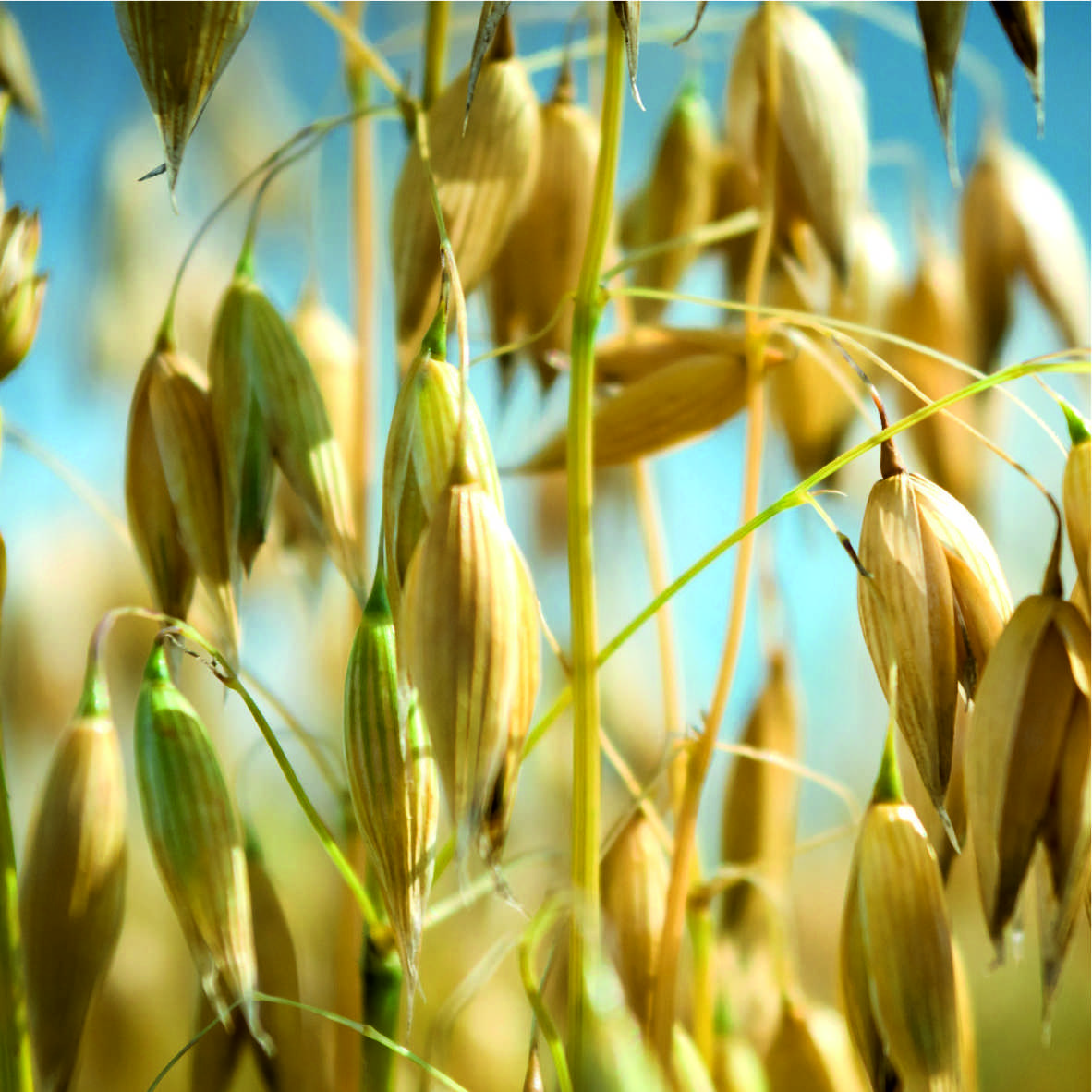 Unicell Oat Fiber OF