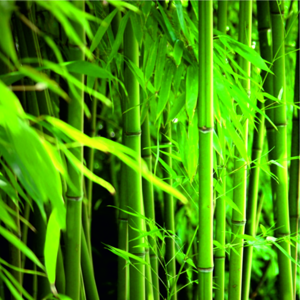 Unicell Bamboo Fiber BF