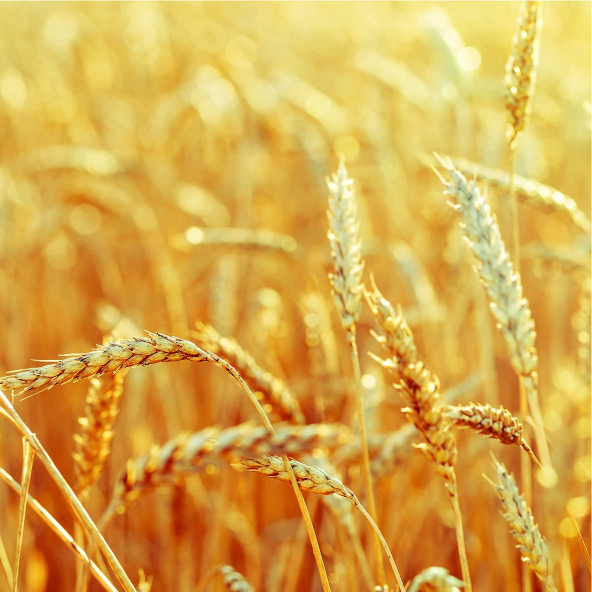 Unicell Wheat Fiber WF