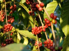 Natural Caffeine Anhydrous EP/USP