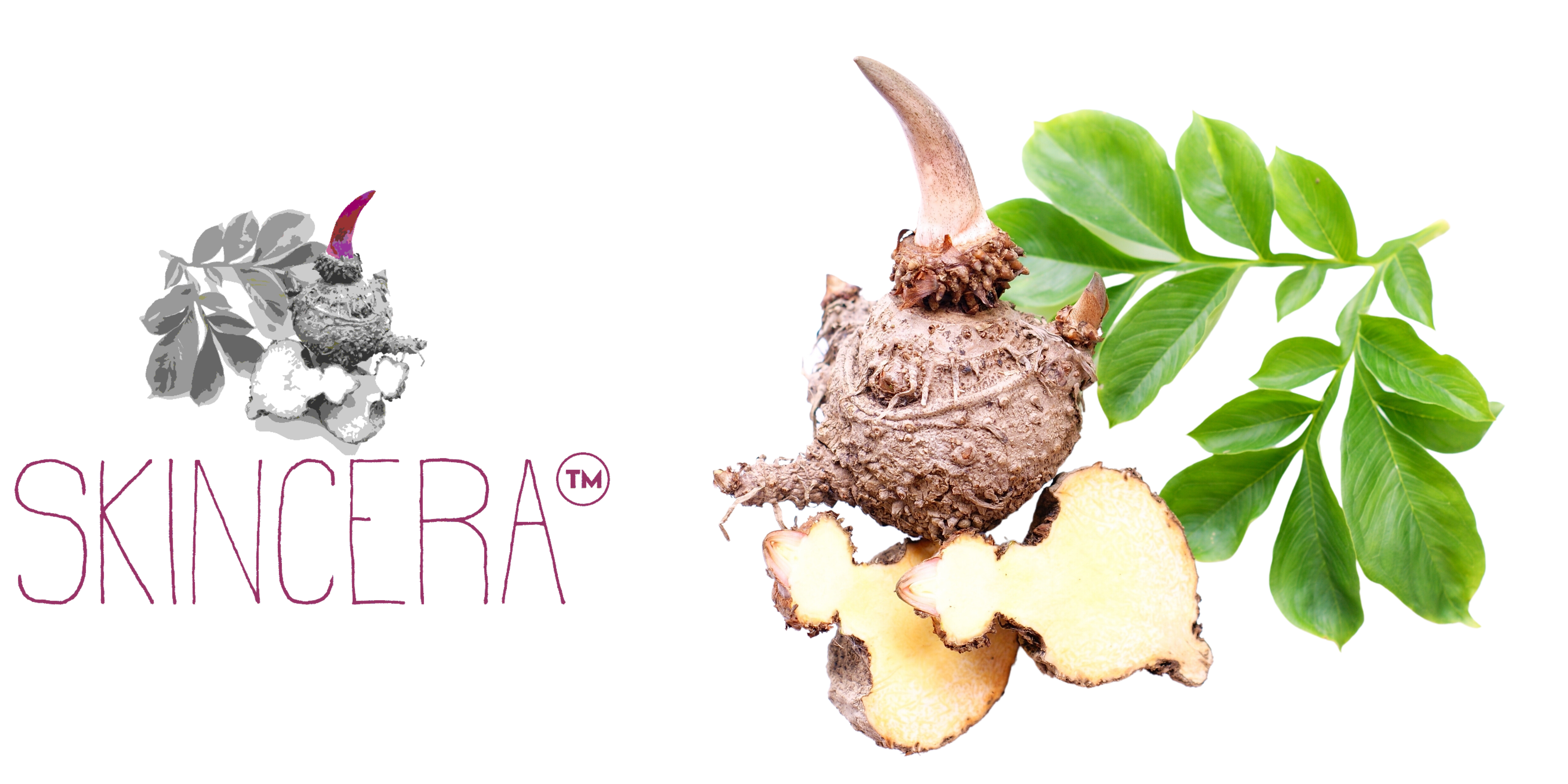 SKINCERA™ Konjac extract