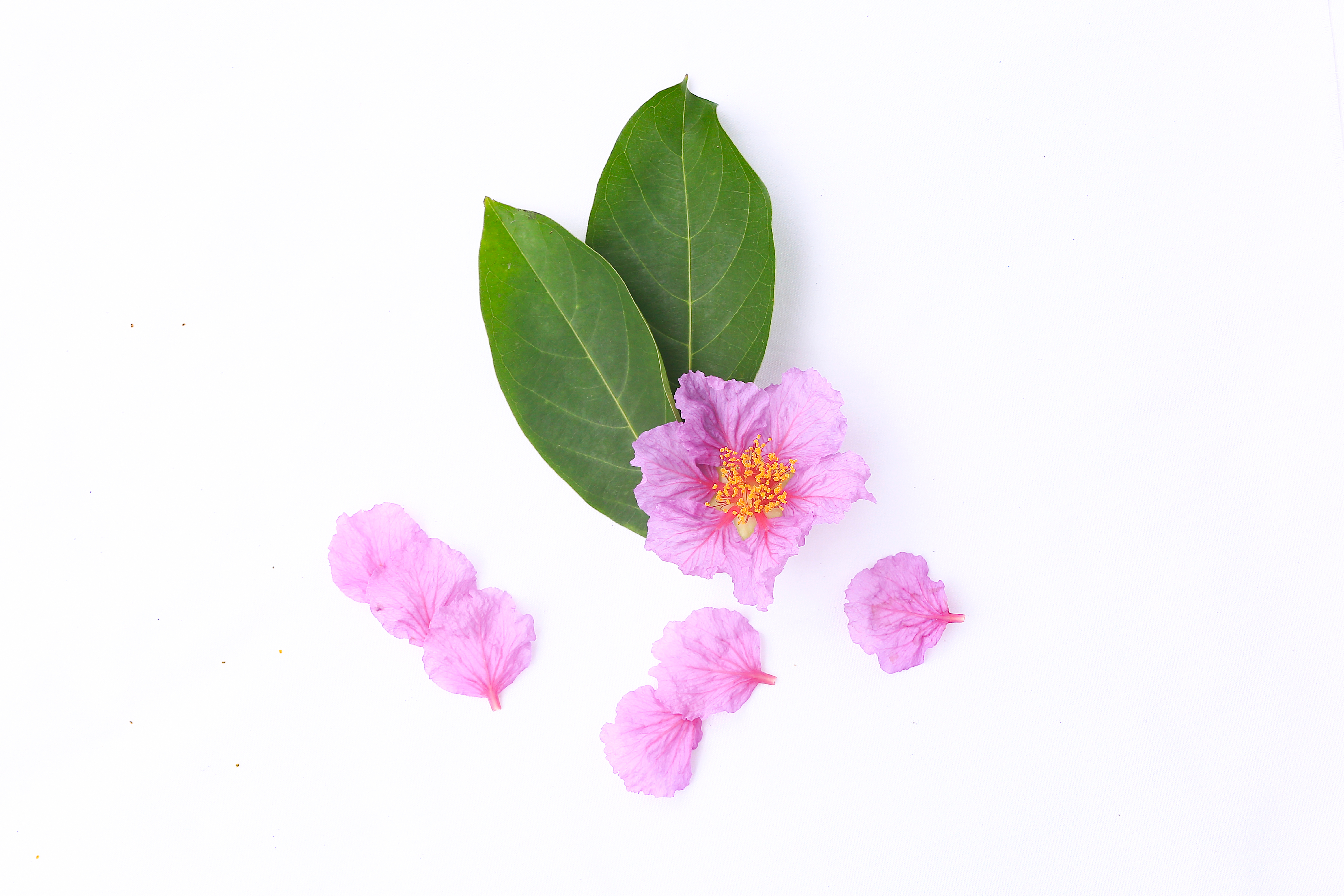 Banaba Extract 1% Corosolic Acid
