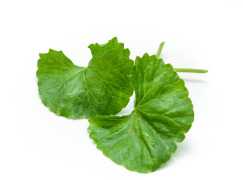 Centella Asiatica Extract 10% - 40% Triterpenoids