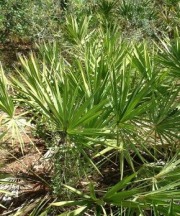 Saw Palmetto Extract 25% - 45% Fatty Acids
