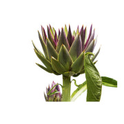 Artichoke leaf extract