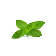 Lemon balm leaf extract
