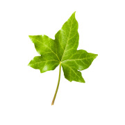 Ivy leaf extract