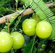 Amla (Emblica officinalis )