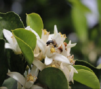 ESSENTIAL OILS, FLORAL WATERS & VEGETABLE OILS