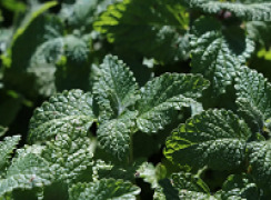 BOTANICALS, SPICES, HERBAL TEAS, STEAM STERILIZED