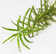 Rosemary Antioxidant - SANTIOX™