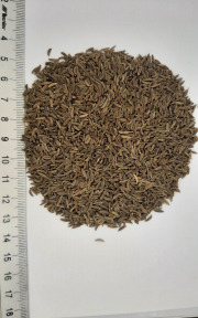 CARAWAY