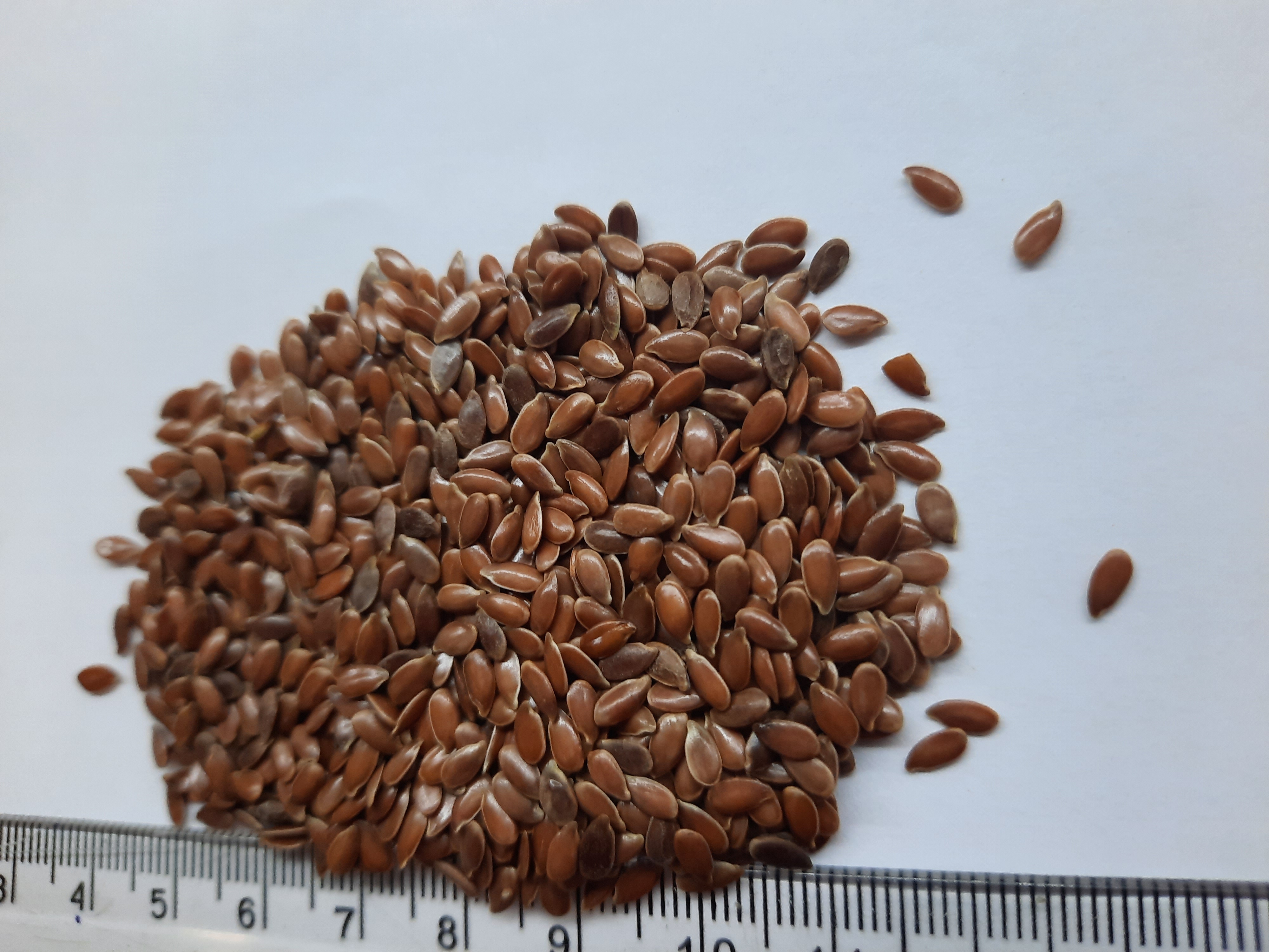 BROWN LINSEED