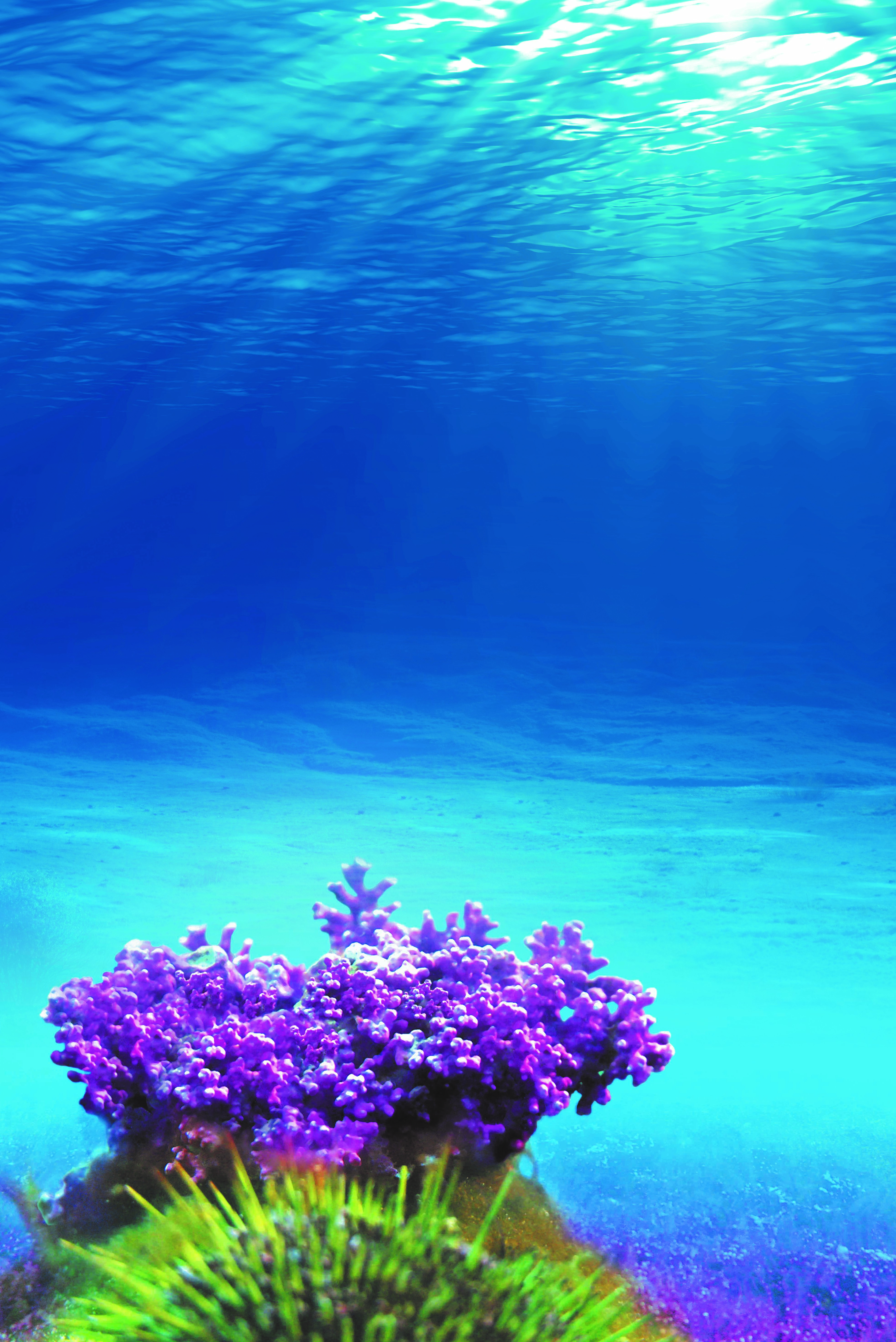 Aquamin Marine Minerals For Health