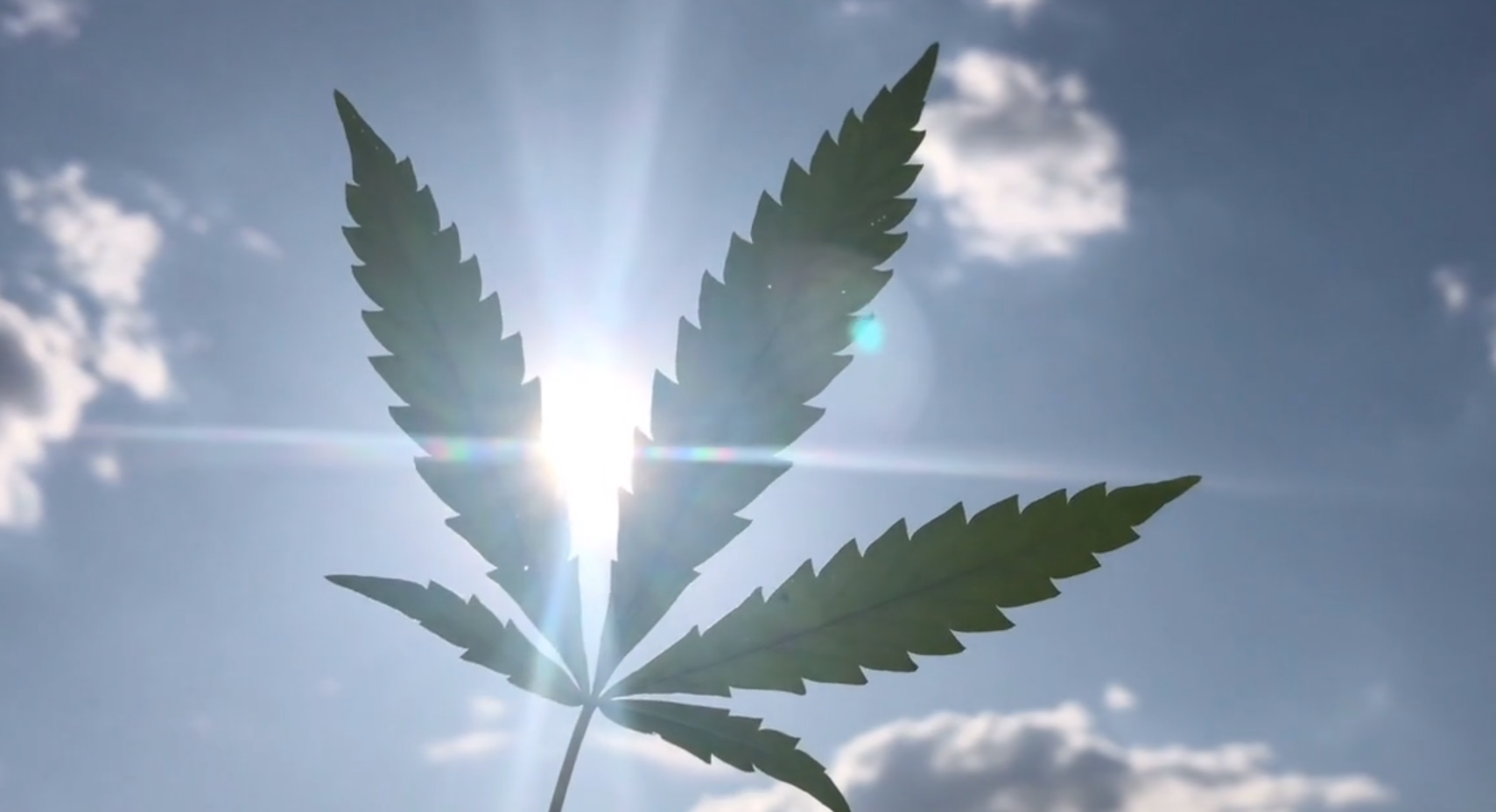 Cannabis Product Processing and Development