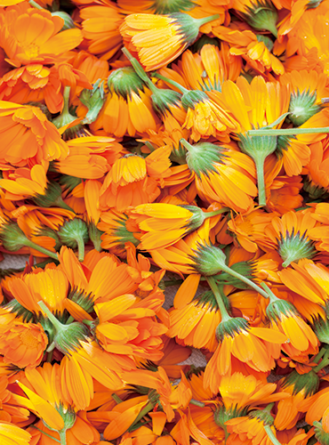 Product Flyer- Lutein