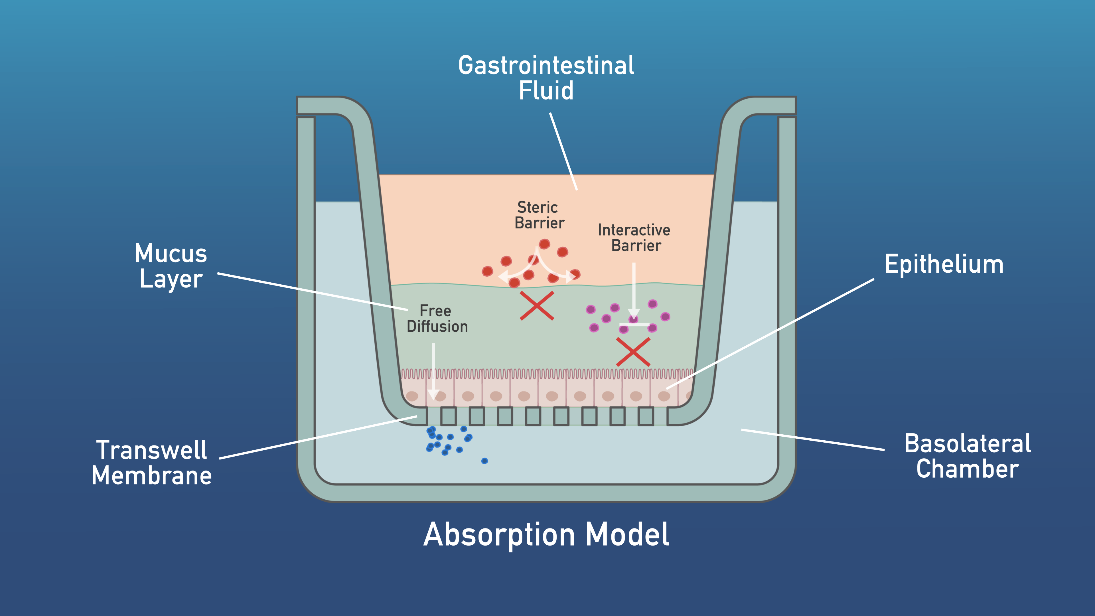 Aelius Biotech Digestion and Absorption Models