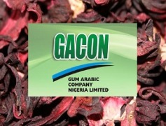 GACON
