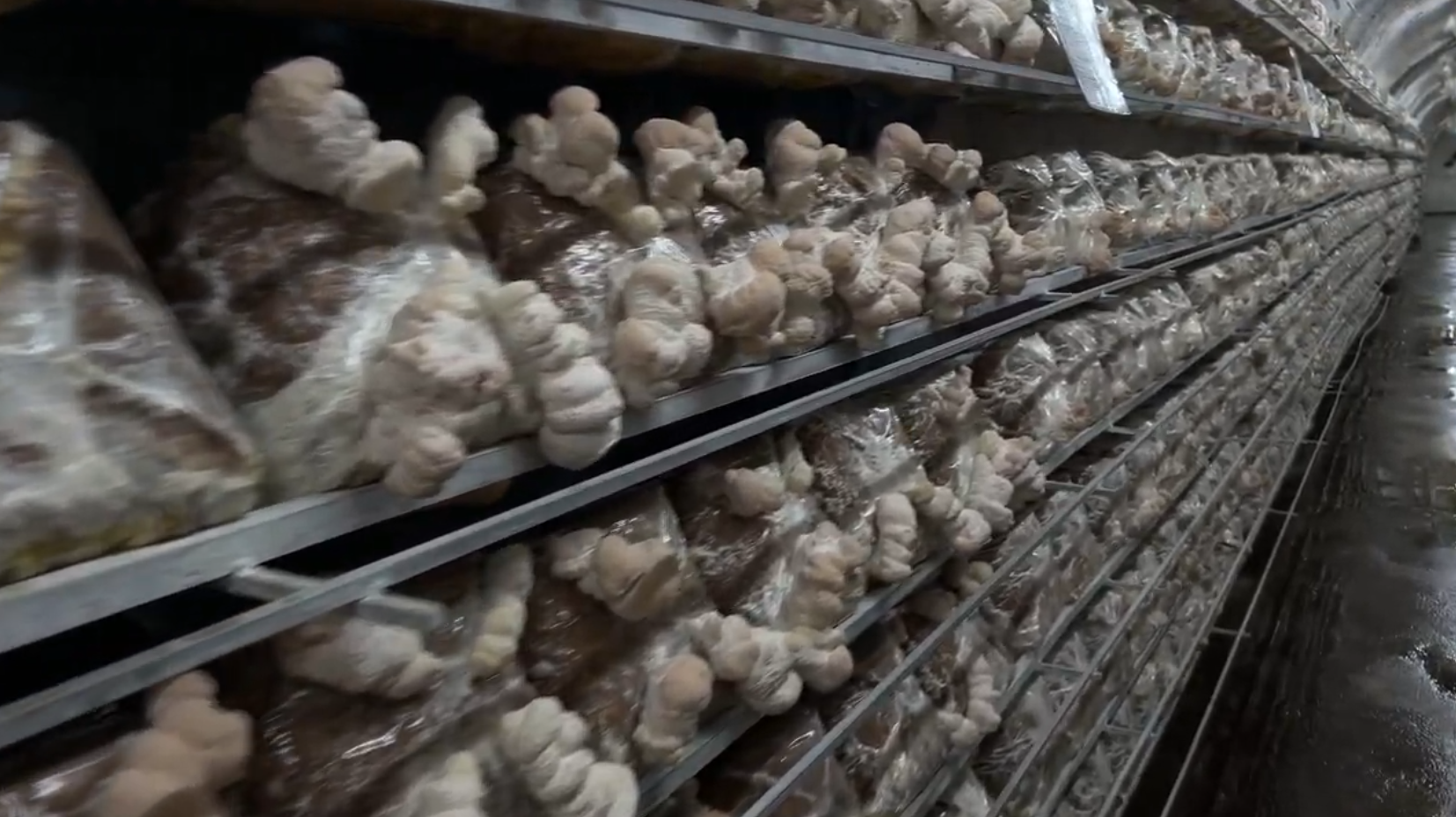 Cave grown certified organic lions mane powder. Cultivated in Serbia Europe for MUSHEEZ.eu