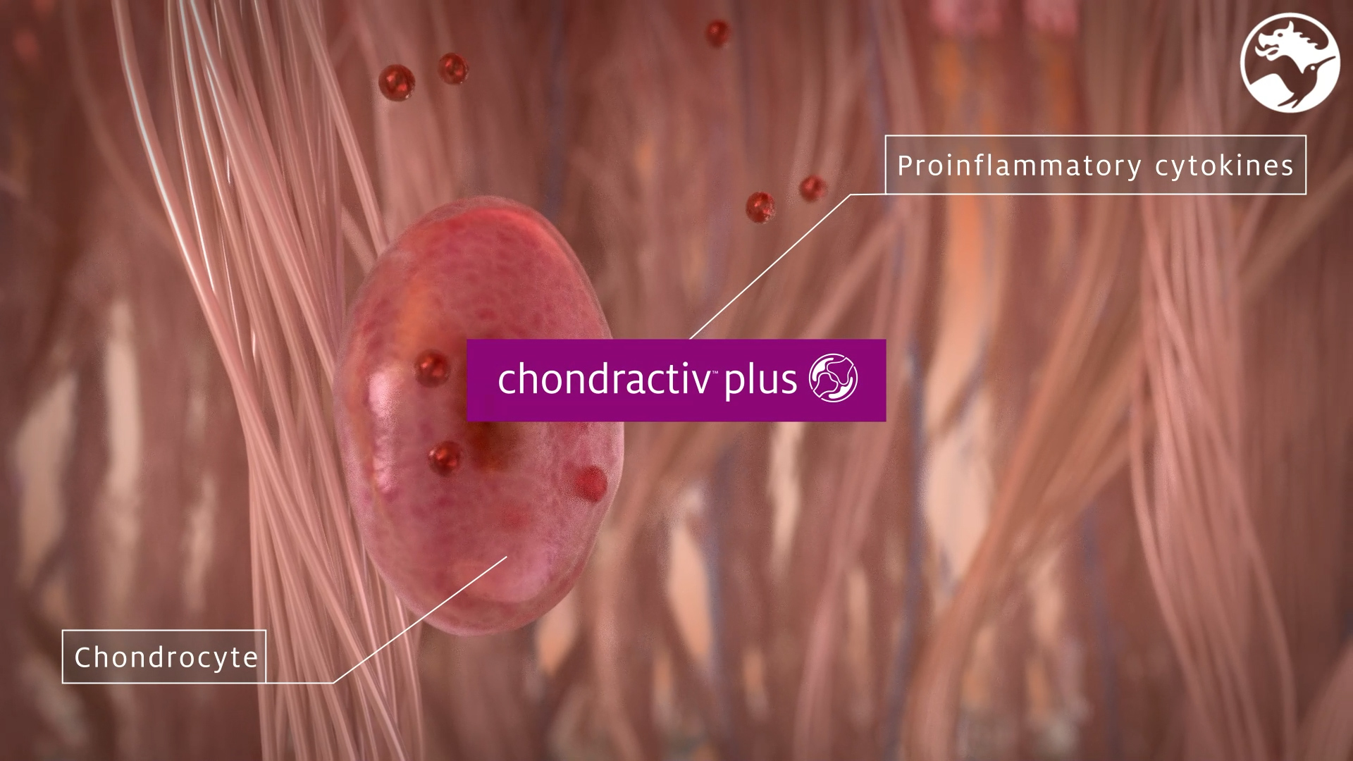 Chondractiv™ Plus, a mobility & joint support solution for active lifestyle