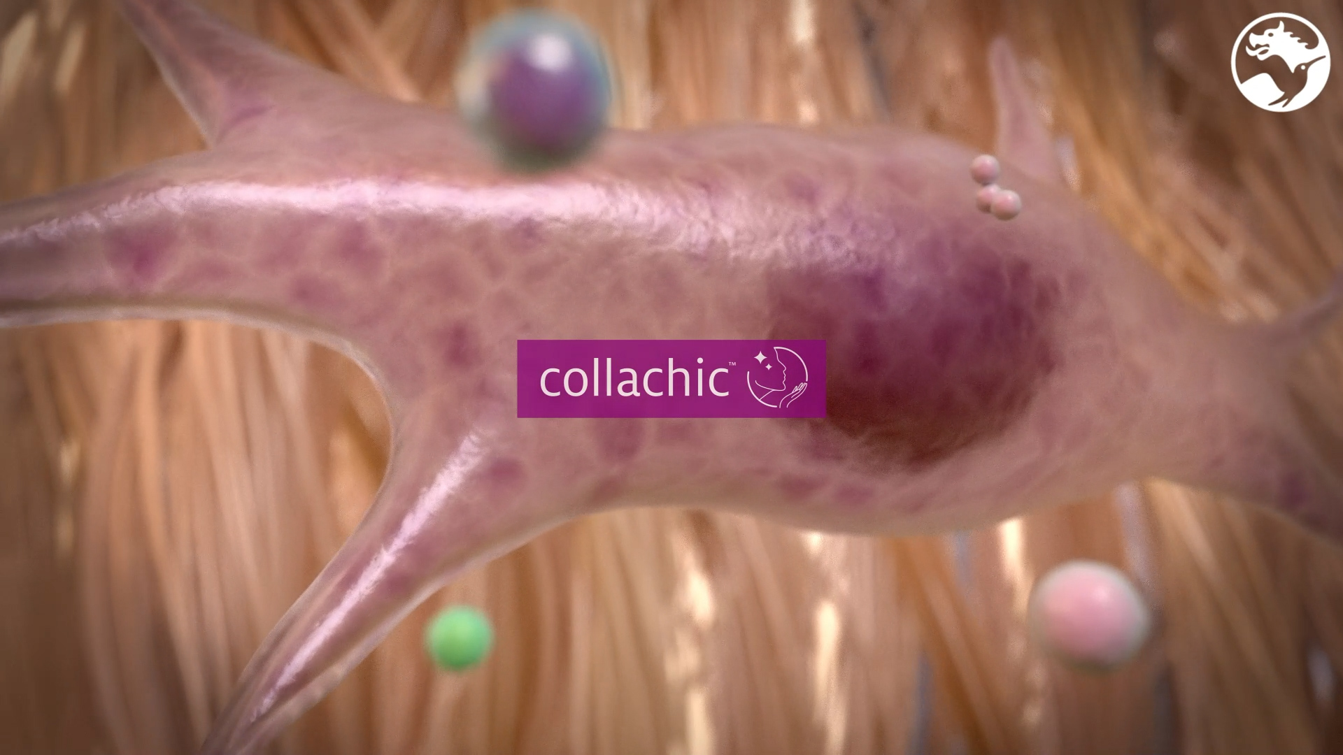 Collachic™, a collagen-based solution for skin beauty from within.
