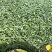 ARTICHOKE harvest 2025