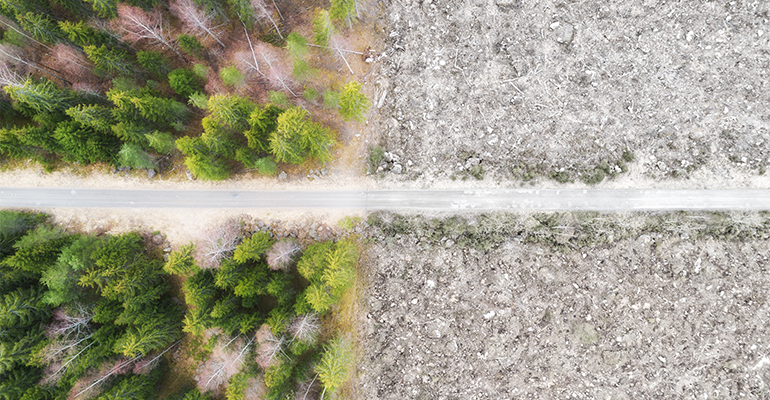 The European diet is driving deforestation ©Adobestock/raland