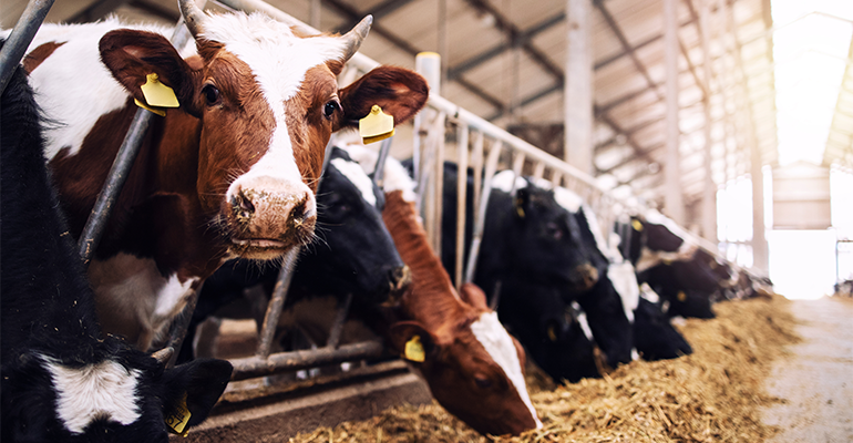 © Adobestock/littlewolf1989