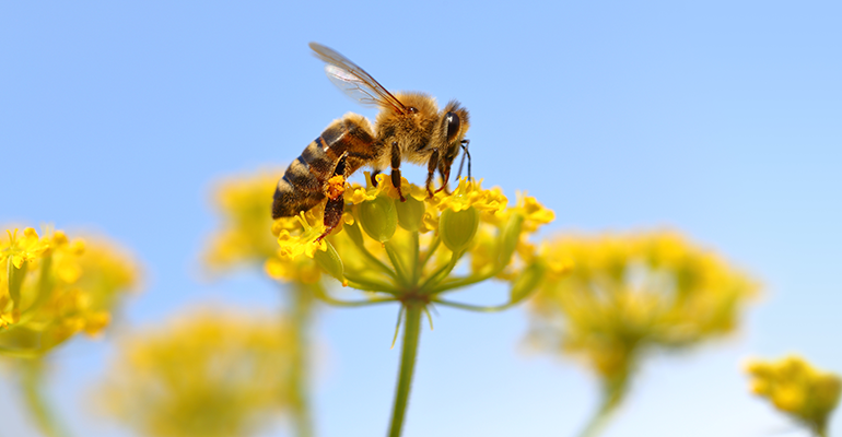 © AdobeStock/viperagp