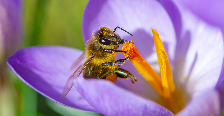 © AdobeStock/manfredxy