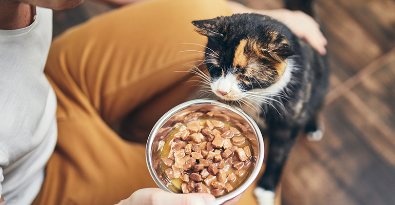 Credit: © AdobeStock/Chalabala