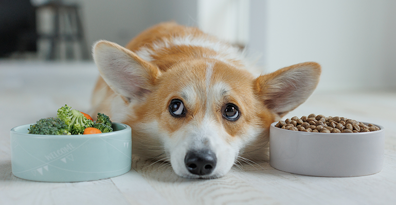 Credit: © AdobeStock/nuzza11