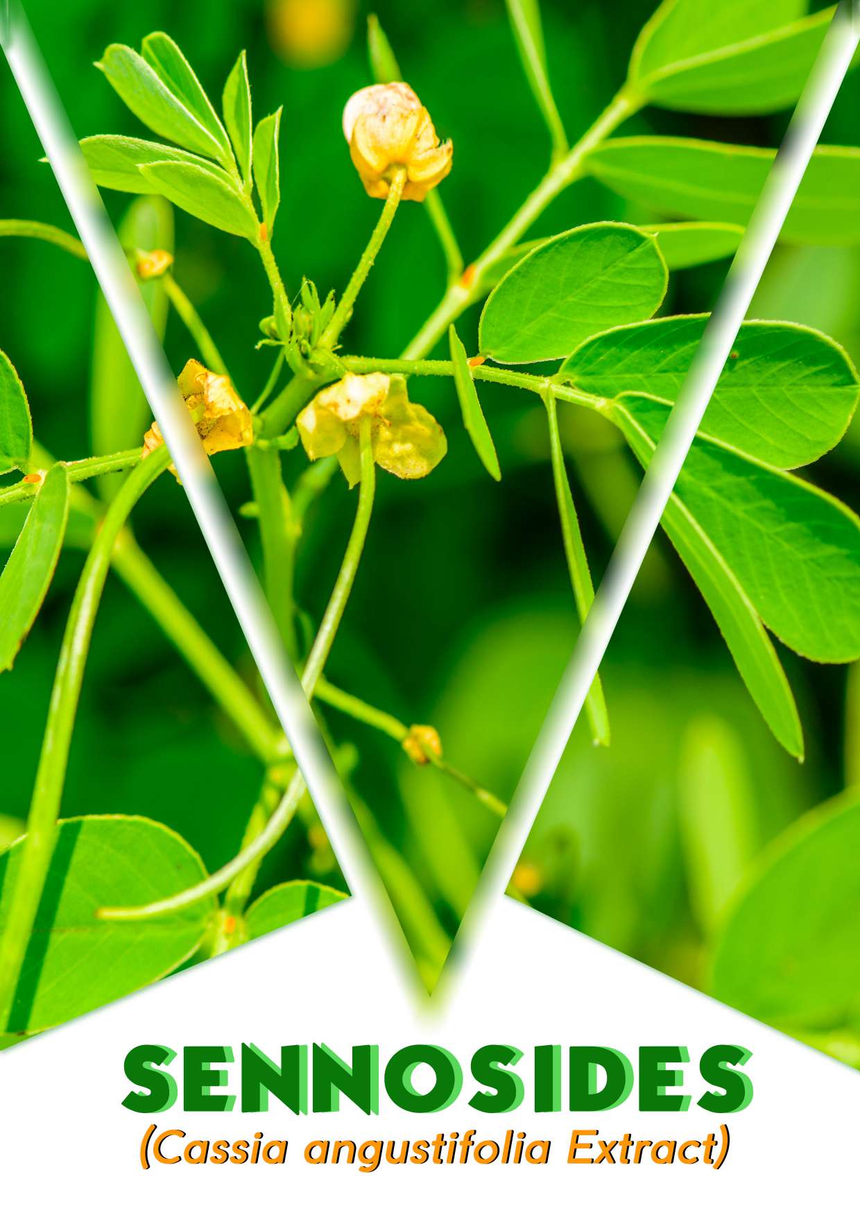 CALCIUM SENNOSIDES