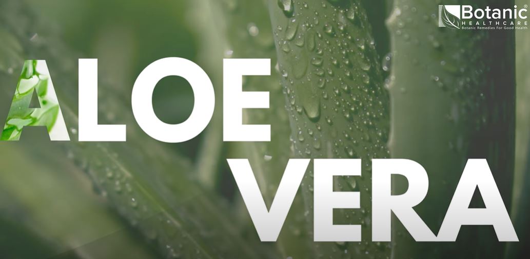 Discover the Journey of Aloe Vera at Botanic Healthcare