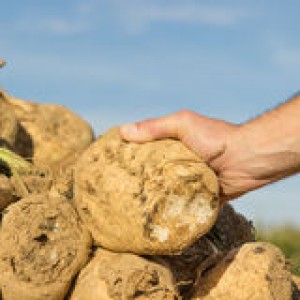 http://www.dreamstime.com/royalty-free-stock-image-sugar-beet-someone-holding-his-hand-image37944766