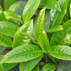 http://www.dreamstime.com/stock-photo-green-tea-leaves-image19206370