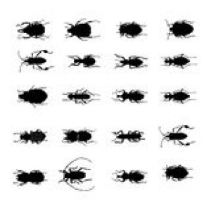 insects-various-silhouettes-vector-9428888