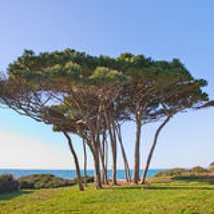 http://www.dreamstime.com/stock-photo-maritime-pine-tree-group-baratti-tuscany-image26857720