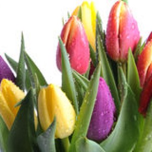http://www.dreamstime.com/stock-photography-bunch-tulips-image12839742